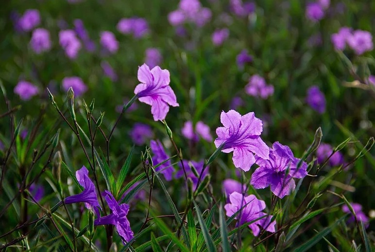 藍(lán)花草